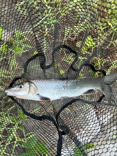 ニゴイの釣果