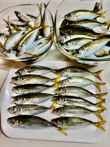 アジの釣果