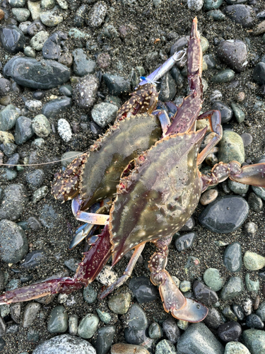 ワタリガニの釣果