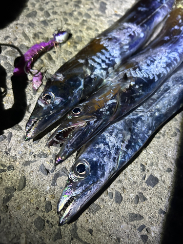 タチウオの釣果