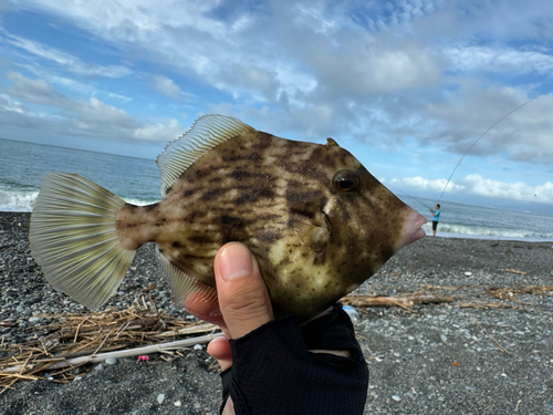 カワハギの釣果