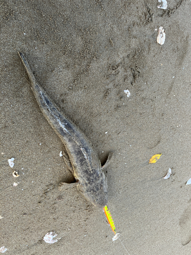 マゴチの釣果