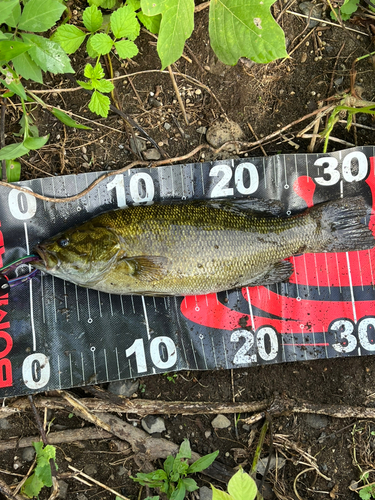 スモールマウスバスの釣果