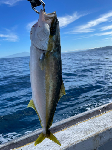 ヒラマサの釣果