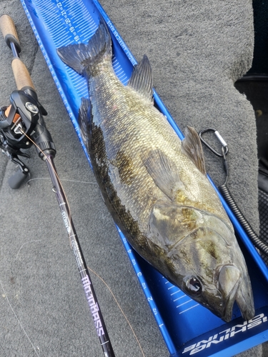 スモールマウスバスの釣果