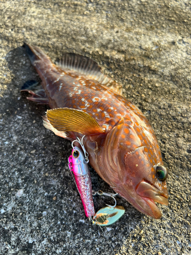 アコウの釣果