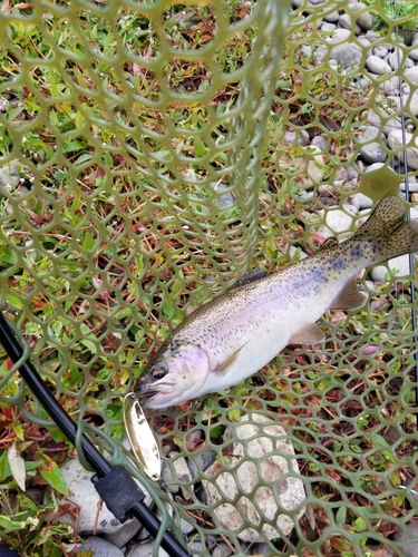 ニジマスの釣果