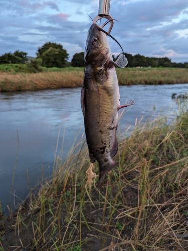 アメリカナマズの釣果