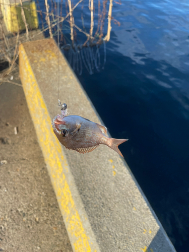 チャリコの釣果