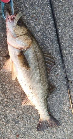 シーバスの釣果