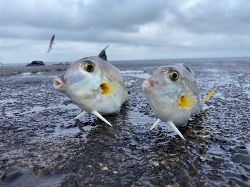 ギマの釣果