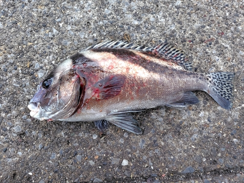 コショウダイの釣果