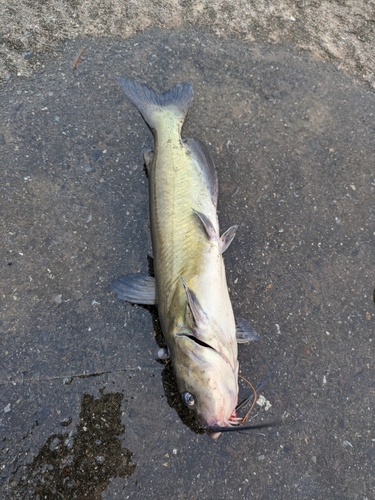 アメリカナマズの釣果