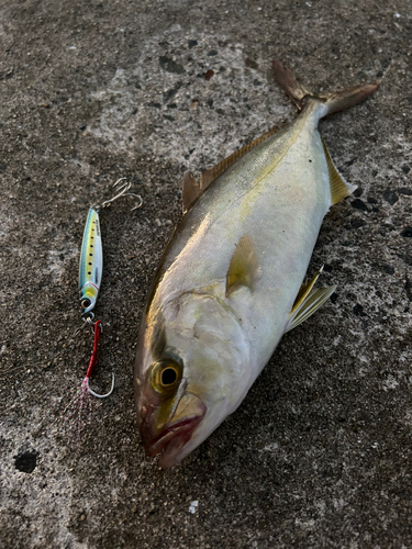 ショゴの釣果