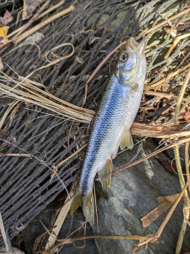 カワムツの釣果