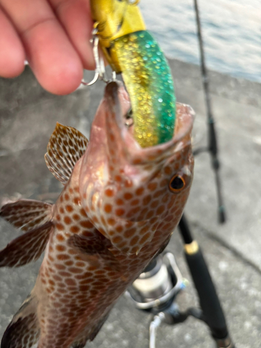 オオモンハタの釣果