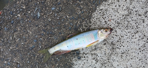 オイカワの釣果