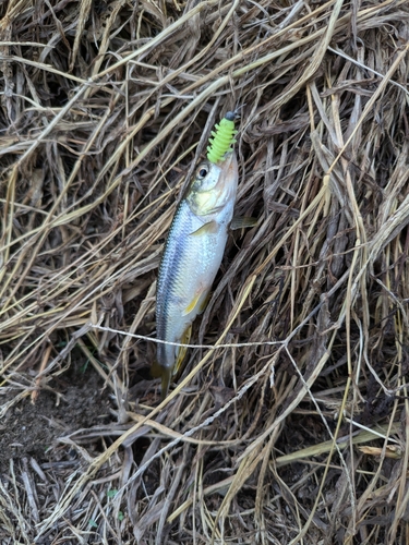 カワムツの釣果