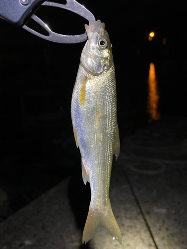 ウグイの釣果