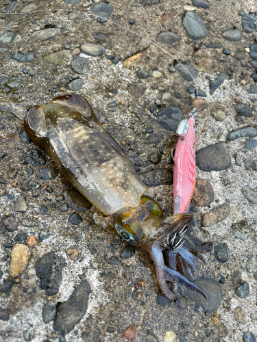 アオリイカの釣果