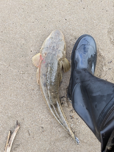 マゴチの釣果