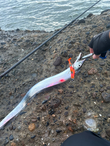 タチウオの釣果