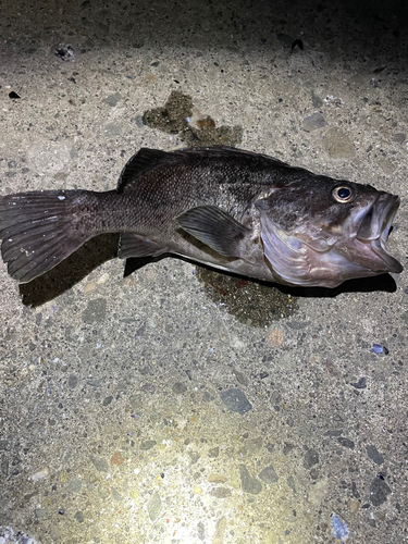 クロソイの釣果