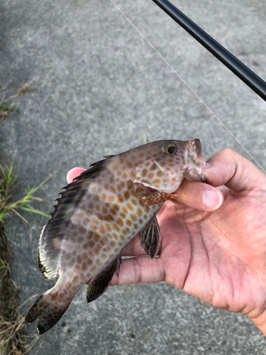 ミナミハタンポの釣果