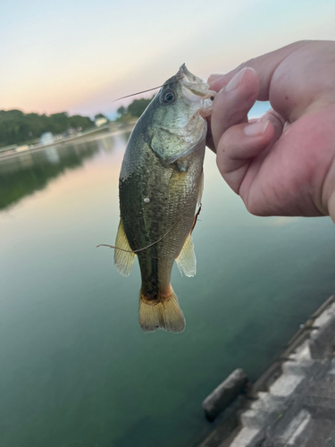 ラージマウスバスの釣果