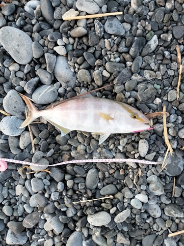 ショゴの釣果