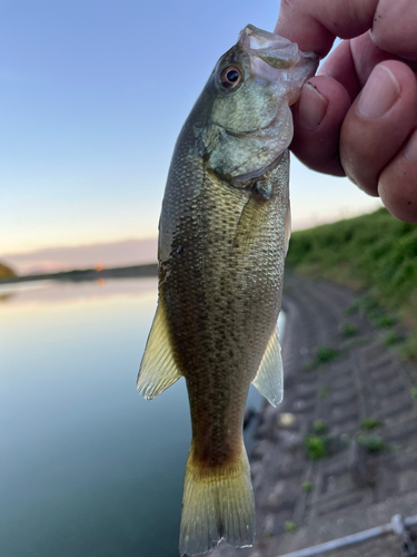 ラージマウスバスの釣果