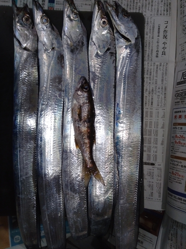 タチウオの釣果