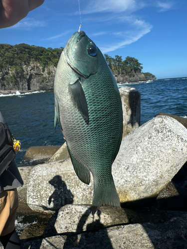 メジナの釣果