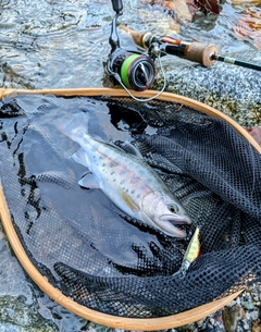 ヤマメの釣果