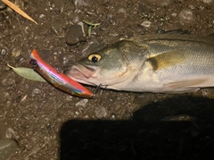 シーバスの釣果