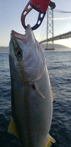 ハマチの釣果