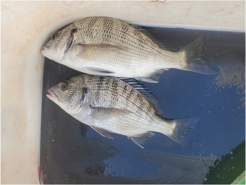 チヌの釣果