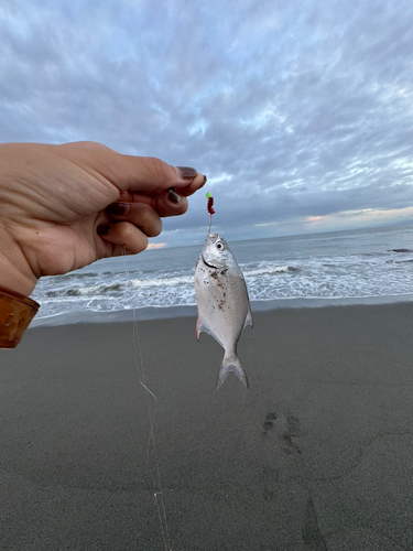 コバンアジの釣果