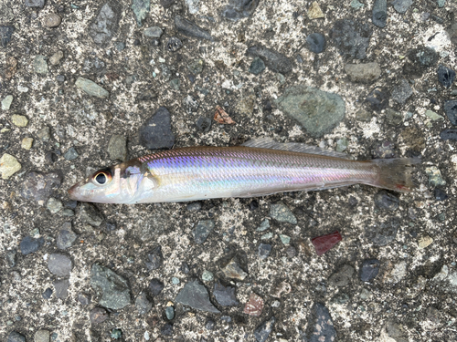 シロギスの釣果