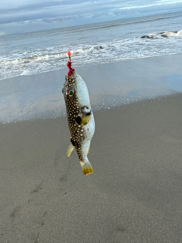 クサフグの釣果