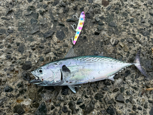 ソウダガツオの釣果