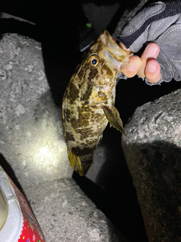 タケノコメバルの釣果