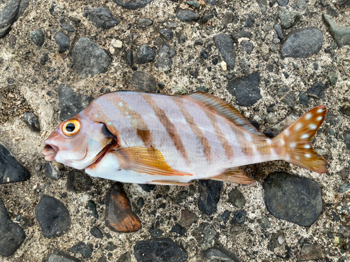 タカノハダイの釣果