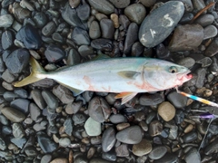 ワカナゴの釣果