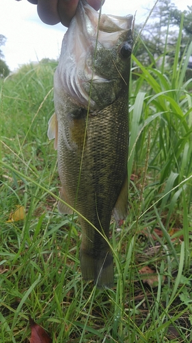 ラージマウスバスの釣果