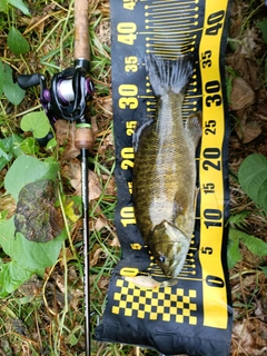 スモールマウスバスの釣果