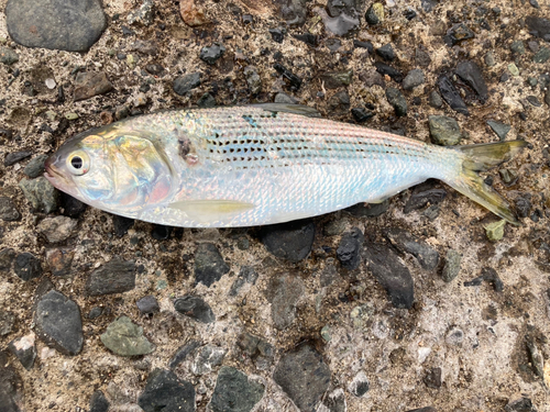 コノシロの釣果