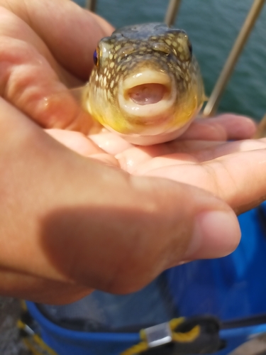 クサフグの釣果