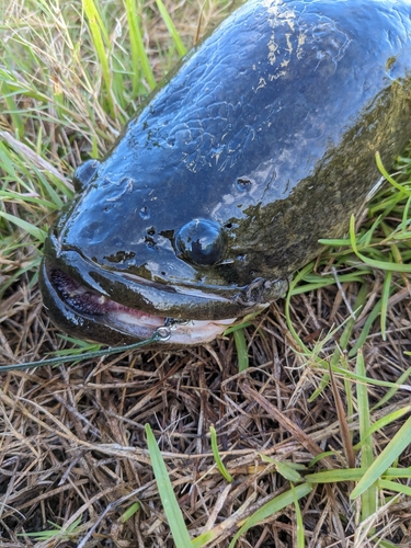 ライギョの釣果