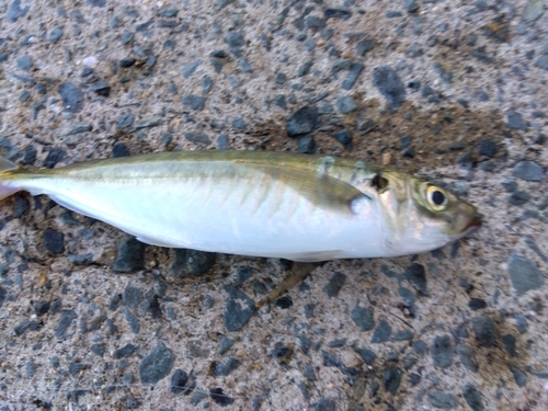 マルアジの釣果